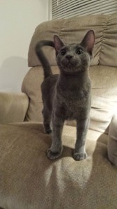 Riker inbetween jumping from chair to floor during play